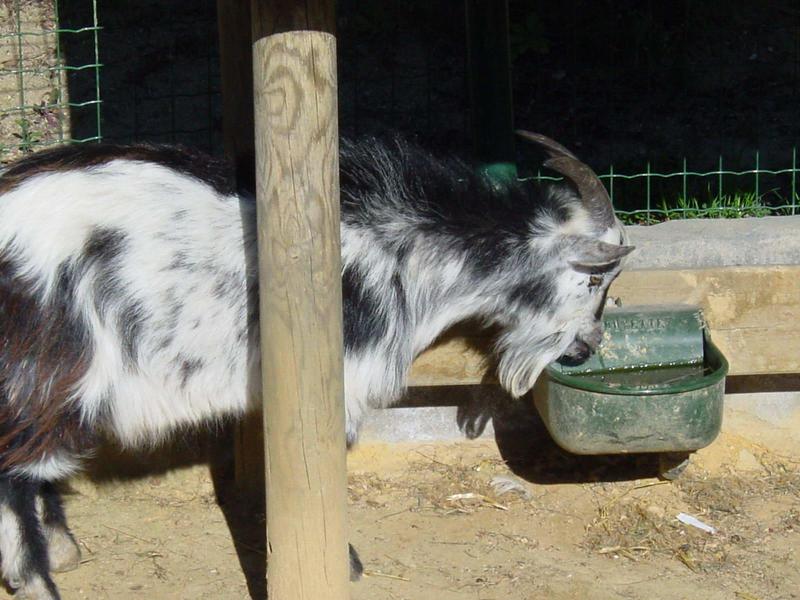 goat; DISPLAY FULL IMAGE.