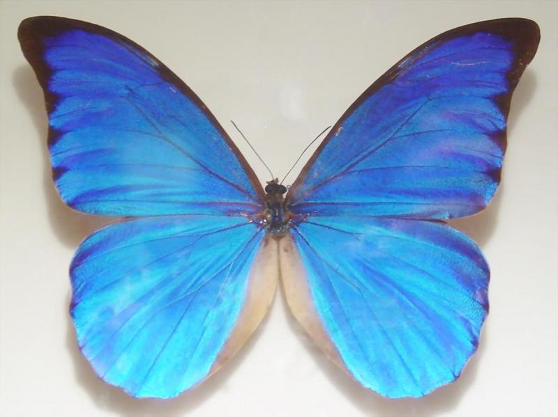butterfly; DISPLAY FULL IMAGE.
