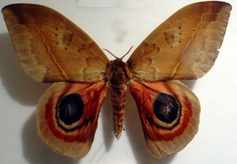 butterfly; DISPLAY FULL IMAGE.