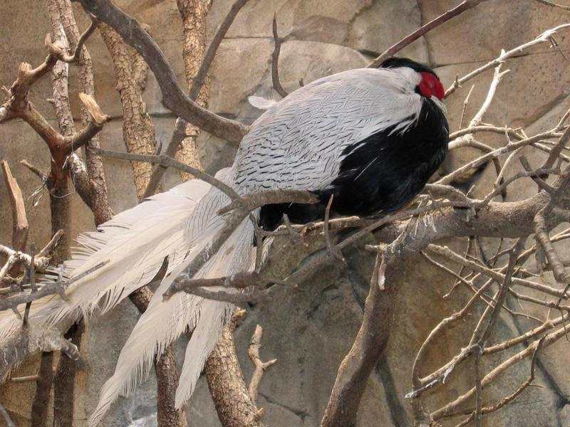 Silver Pheasant (Lophura nycthemera).; DISPLAY FULL IMAGE.