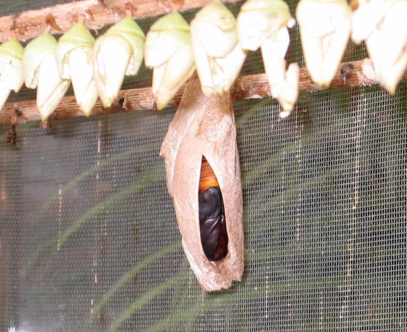 pupas of butterfly; DISPLAY FULL IMAGE.