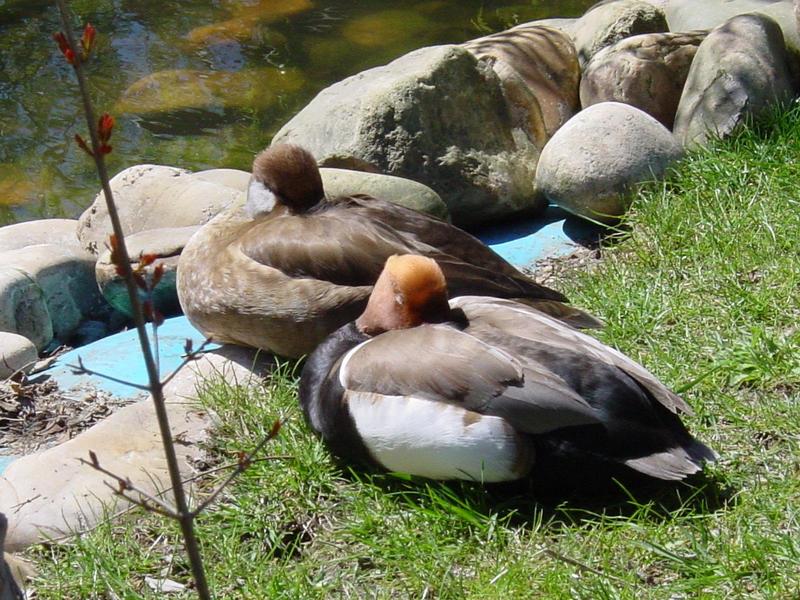 Common Pochard (Aythya ferina) pair; DISPLAY FULL IMAGE.