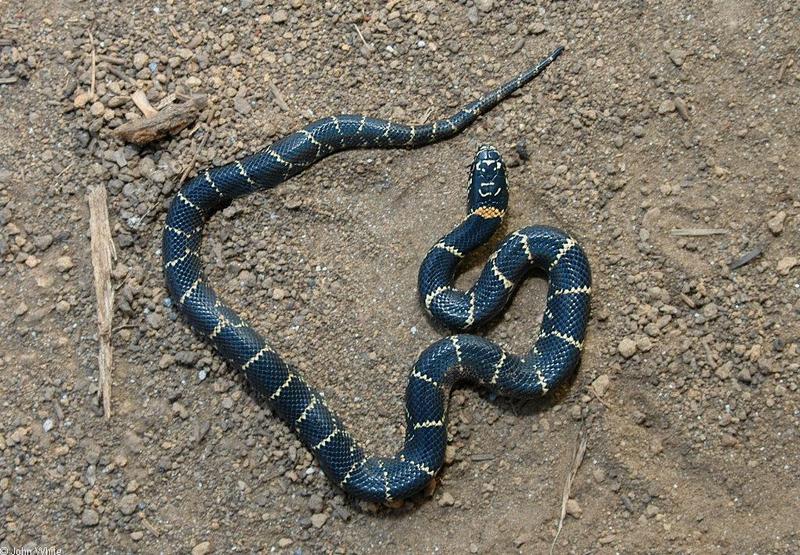 Eastern Kingsnake (Lampropeltis getula getula)502.jpg; DISPLAY FULL IMAGE.