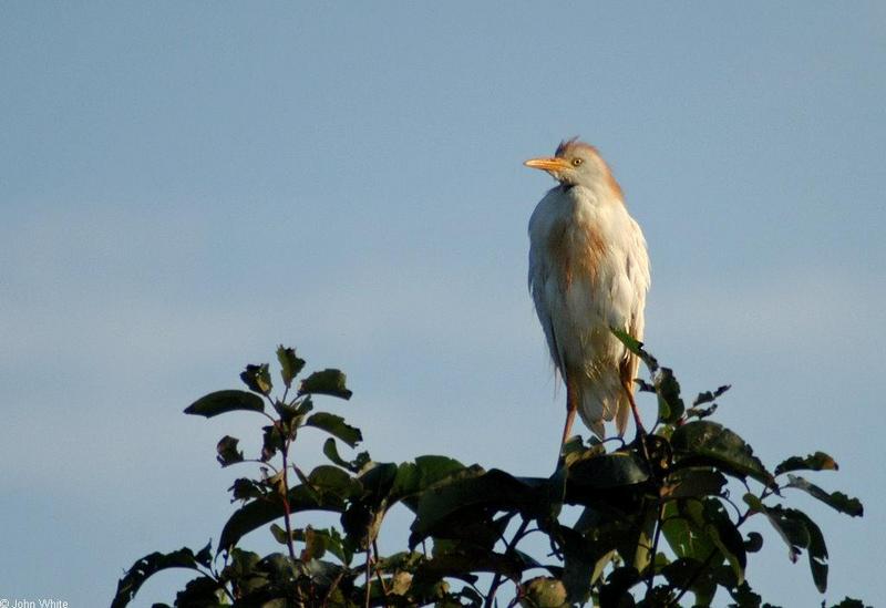 Cattle egret (Bubulcus ibis) - cattle egret 500.jpg; DISPLAY FULL IMAGE.