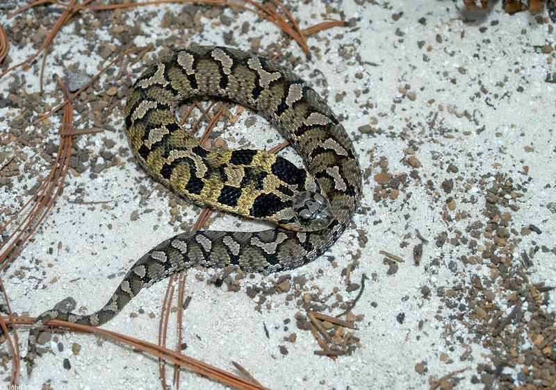 eastern hognose snake 502.jpg; DISPLAY FULL IMAGE.
