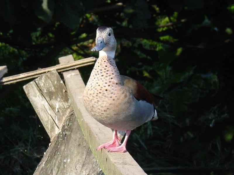 Ringed Teal (Callonetta leucophrys); DISPLAY FULL IMAGE.