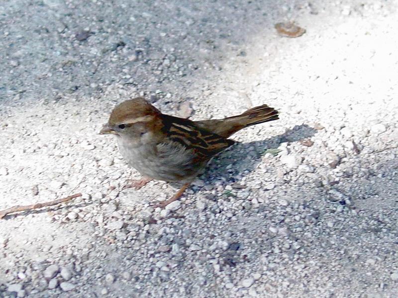 Passer domesticus; DISPLAY FULL IMAGE.