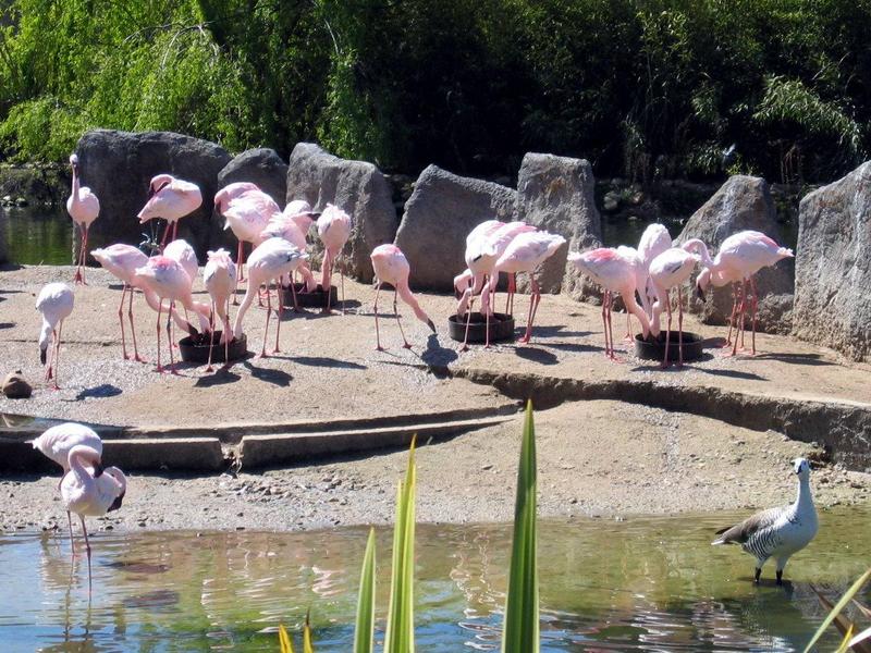 Flamingoes & upland goose; DISPLAY FULL IMAGE.