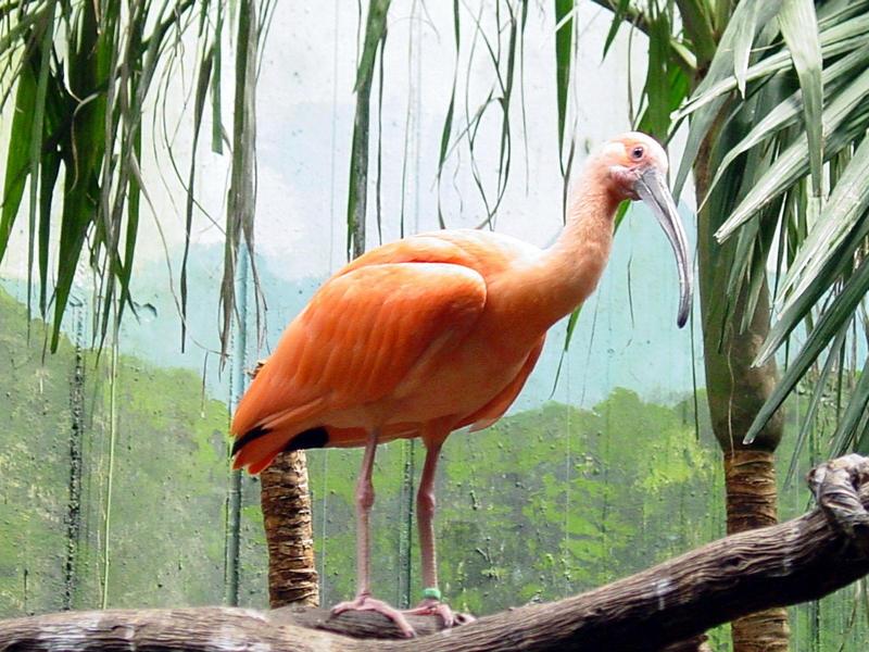 Scarlet Ibis (Eudocimus ruber).; DISPLAY FULL IMAGE.