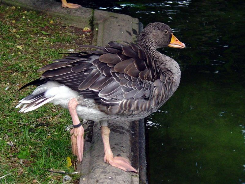 duck -- greylag goose (Anser anser); DISPLAY FULL IMAGE.