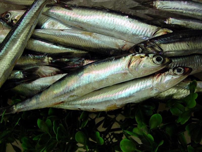 anchovy; DISPLAY FULL IMAGE.