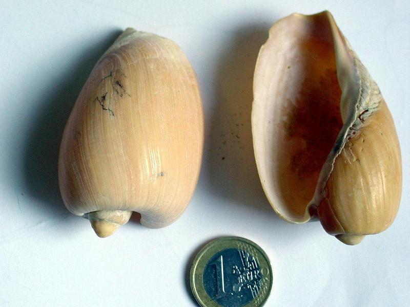 shell, ?; DISPLAY FULL IMAGE.