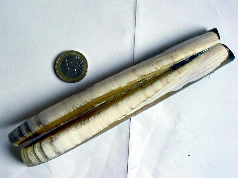 Ensis siliqua; DISPLAY FULL IMAGE.