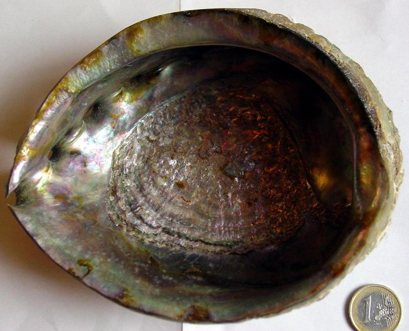 ear-shell, ?, rear; DISPLAY FULL IMAGE.