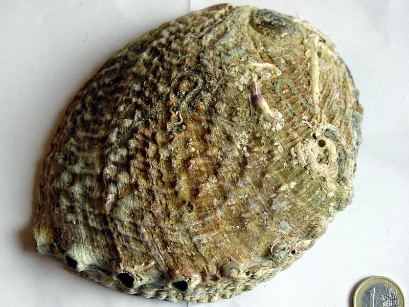 ear-shell, ?, front; DISPLAY FULL IMAGE.