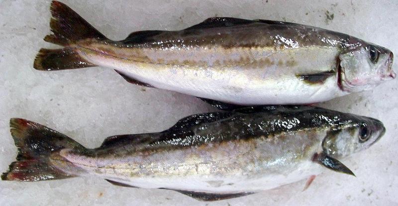 Pollachius pollachius; DISPLAY FULL IMAGE.