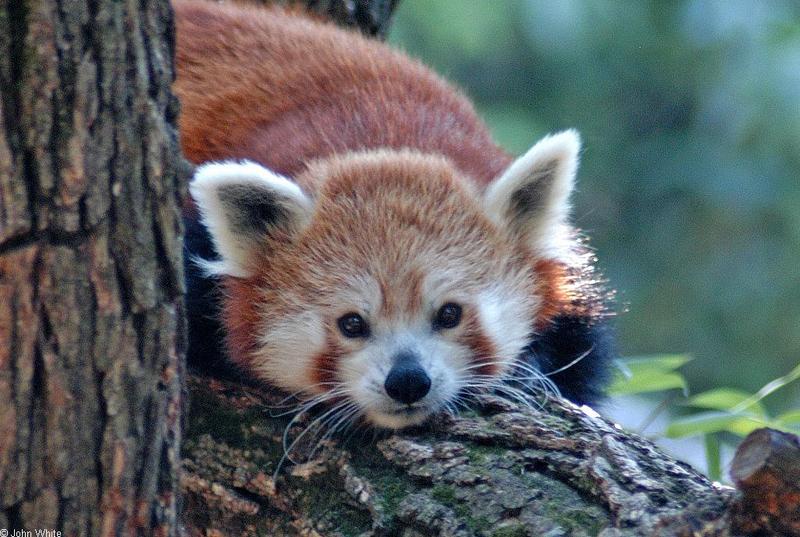 red panda.jpg; DISPLAY FULL IMAGE.