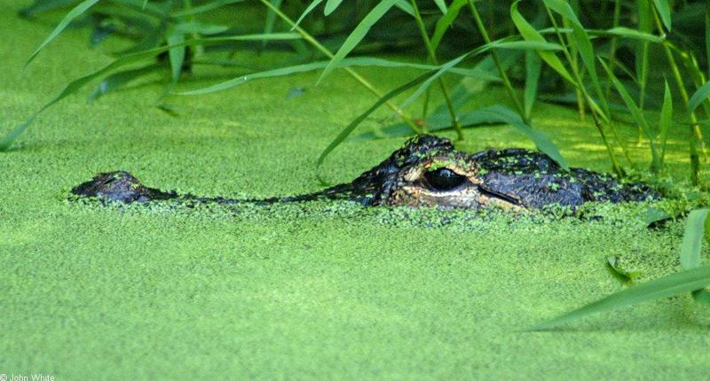gator.jpg; DISPLAY FULL IMAGE.