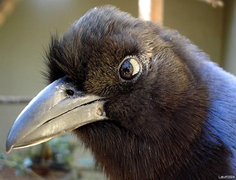 Blue rook close-up (Azure Jay); DISPLAY FULL IMAGE.