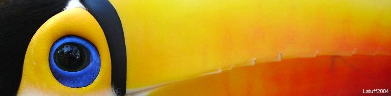 Toucan close-up; DISPLAY FULL IMAGE.
