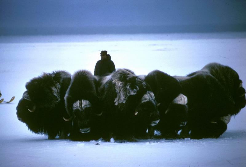 Musk Ox - Ovibos moschatus (Zimmermann, 1780) {!--muskox, 사향소-->; DISPLAY FULL IMAGE.