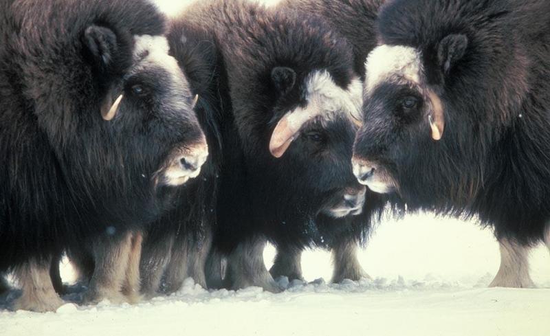 Musk Ox - Ovibos moschatus (Zimmermann, 1780) {!--muskox, 사향소-->; DISPLAY FULL IMAGE.