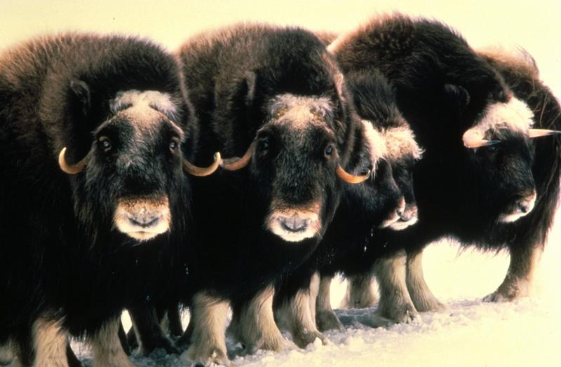 Musk Ox - Ovibos moschatus (Zimmermann, 1780) {!--muskox, 사향소-->; DISPLAY FULL IMAGE.