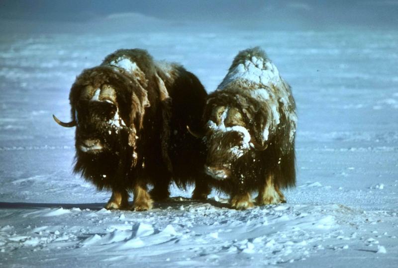 Musk Ox - Ovibos moschatus (Zimmermann, 1780) {!--muskox, 사향소-->; DISPLAY FULL IMAGE.