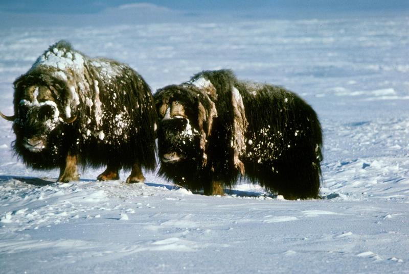 Musk Ox - Ovibos moschatus (Zimmermann, 1780) {!--muskox, 사향소-->; DISPLAY FULL IMAGE.