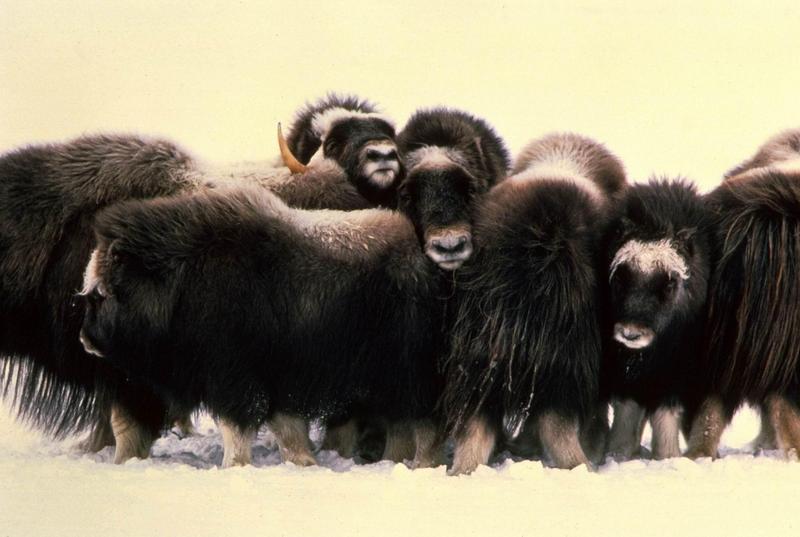 Musk Ox - Ovibos moschatus (Zimmermann, 1780) {!--muskox, 사향소-->; DISPLAY FULL IMAGE.