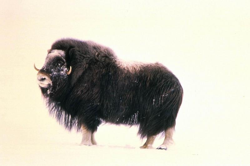 Musk Ox - Ovibos moschatus (Zimmermann, 1780) {!--muskox, 사향소-->; DISPLAY FULL IMAGE.