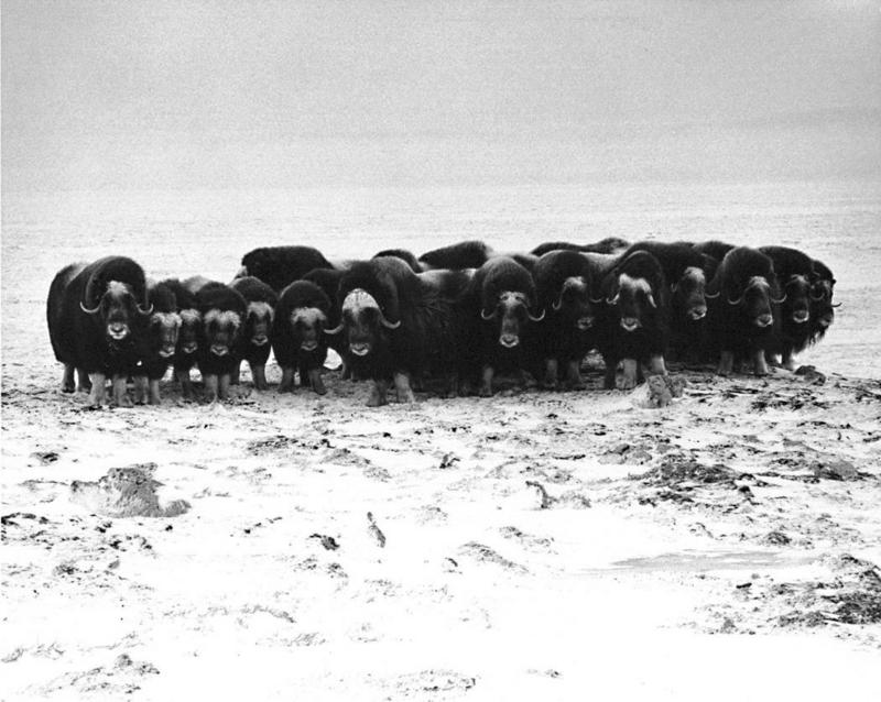 Musk Ox - Ovibos moschatus (Zimmermann, 1780) {!--muskox, 사향소-->; DISPLAY FULL IMAGE.