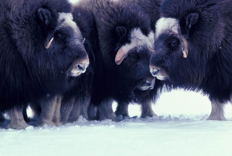 Musk Ox - Ovibos moschatus (Zimmermann, 1780) {!--muskox, 사향소-->; DISPLAY FULL IMAGE.