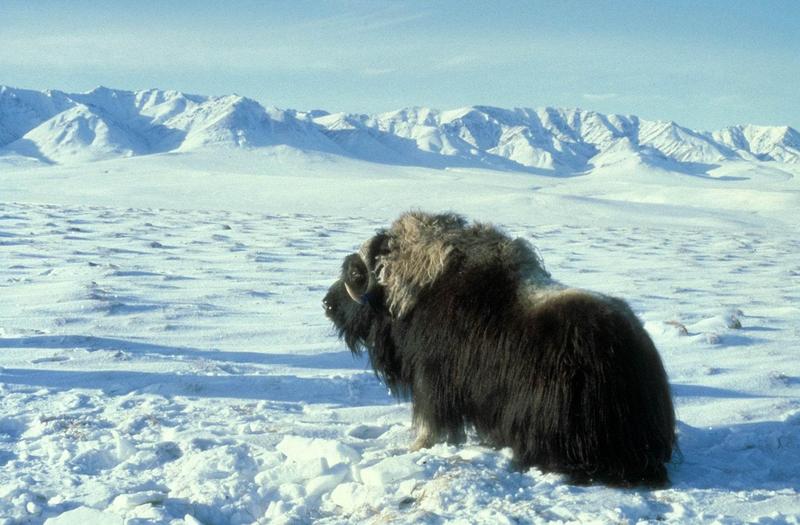 Musk Ox - Ovibos moschatus (Zimmermann, 1780) {!--muskox, 사향소-->; DISPLAY FULL IMAGE.