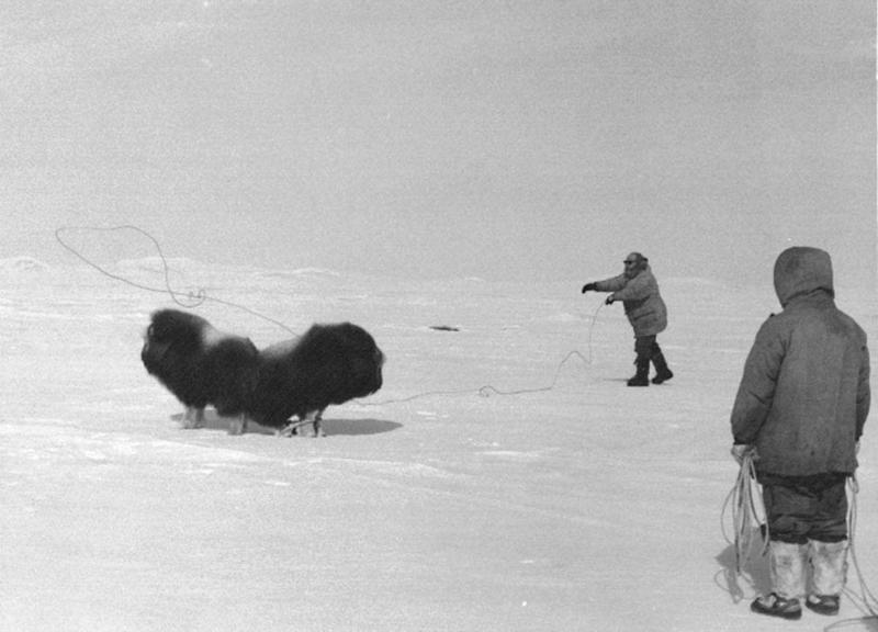 Musk Ox - Ovibos moschatus (Zimmermann, 1780) {!--muskox, 사향소-->; DISPLAY FULL IMAGE.