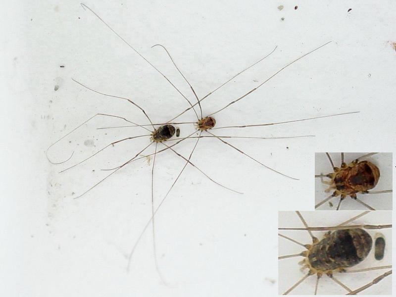 Daddy Longlegs; DISPLAY FULL IMAGE.