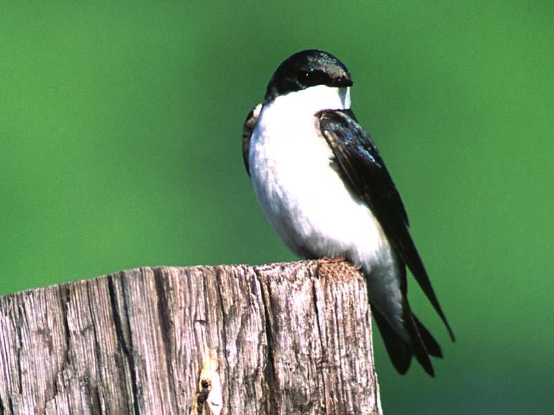 [WorldStart Wallpaper - Animal Set 1] Barn Swallow; DISPLAY FULL IMAGE.