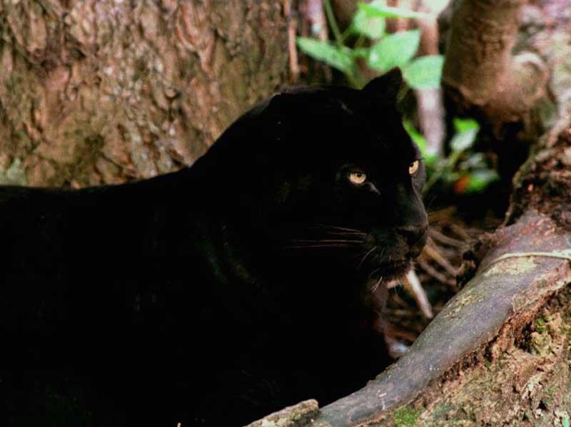 [WorldStart Wallpaper - Animal Set 1] Black Panther; DISPLAY FULL IMAGE.