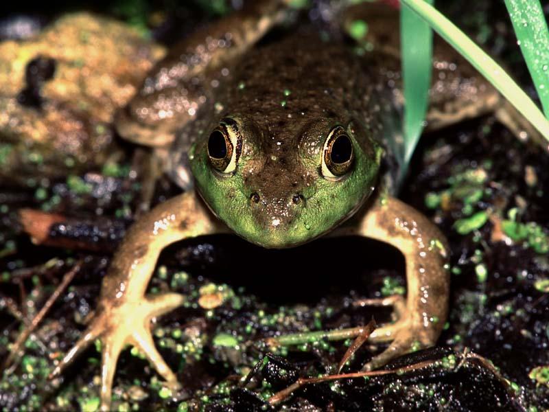 [WorldStart Wallpaper - Animal Set 1] Frog; DISPLAY FULL IMAGE.