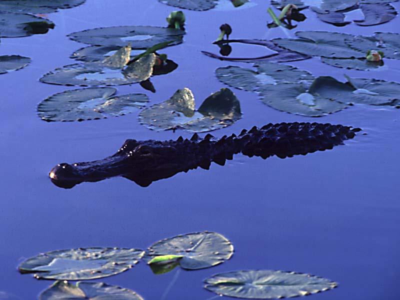 [WorldStart Wallpaper - Animal Set 1] Alligator; DISPLAY FULL IMAGE.