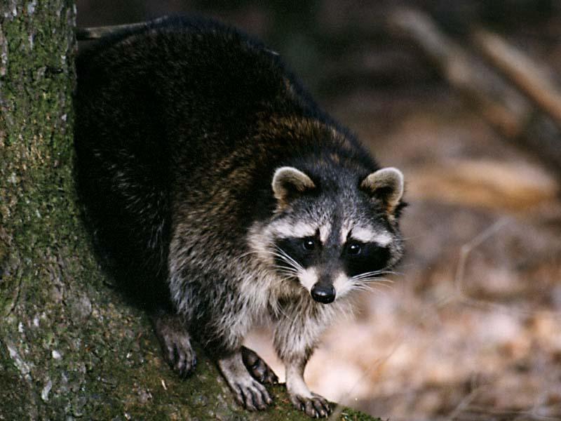 [WorldStart Wallpaper - Animal Set 1] Raccoon; DISPLAY FULL IMAGE.