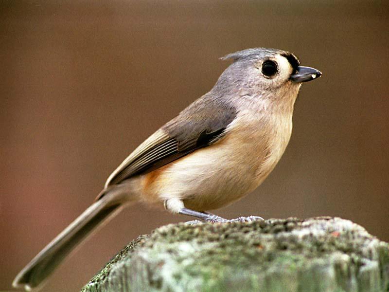 [WorldStart Wallpaper - Animal Set 2] Bird???; DISPLAY FULL IMAGE.