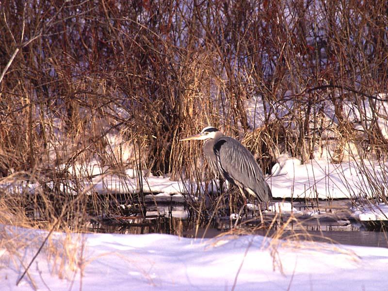 [WorldStart Wallpaper - Animal Set 2] Grey Heron; DISPLAY FULL IMAGE.
