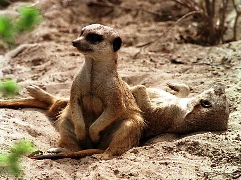[WorldStart Wallpaper - Animal Set 2] Suricate; DISPLAY FULL IMAGE.
