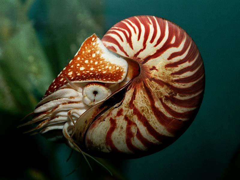 [WorldStart Wallpaper - Animal Set 2] Nautilus; DISPLAY FULL IMAGE.