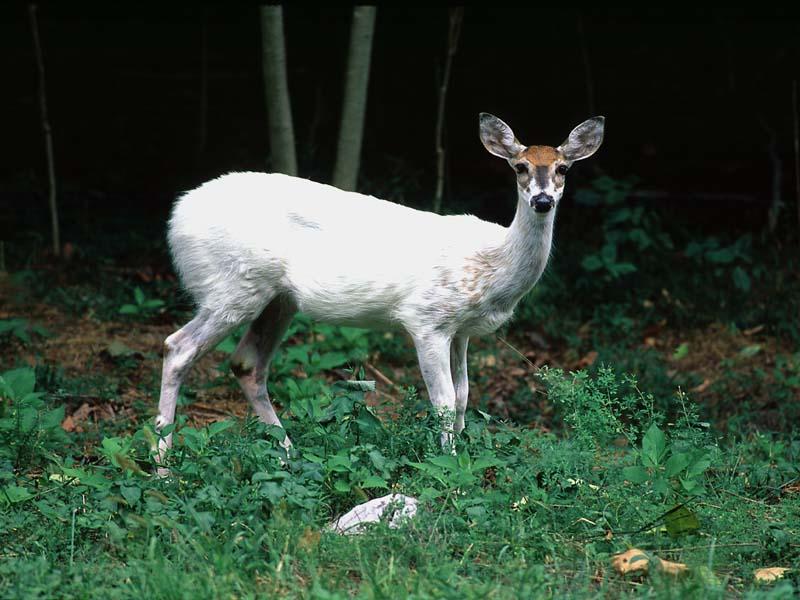 [WorldStart Wallpaper - Animal Set 2] White Deer; DISPLAY FULL IMAGE.