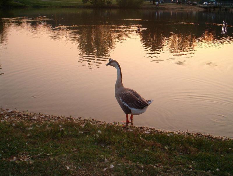 Chinese Goose; DISPLAY FULL IMAGE.