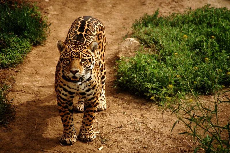 Jaguar (Panthera onca) {!--재규어-->; DISPLAY FULL IMAGE.