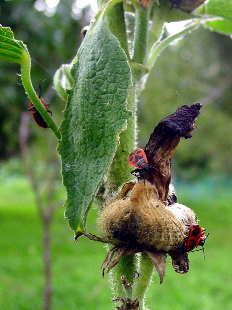 MILKWEED BUG; DISPLAY FULL IMAGE.