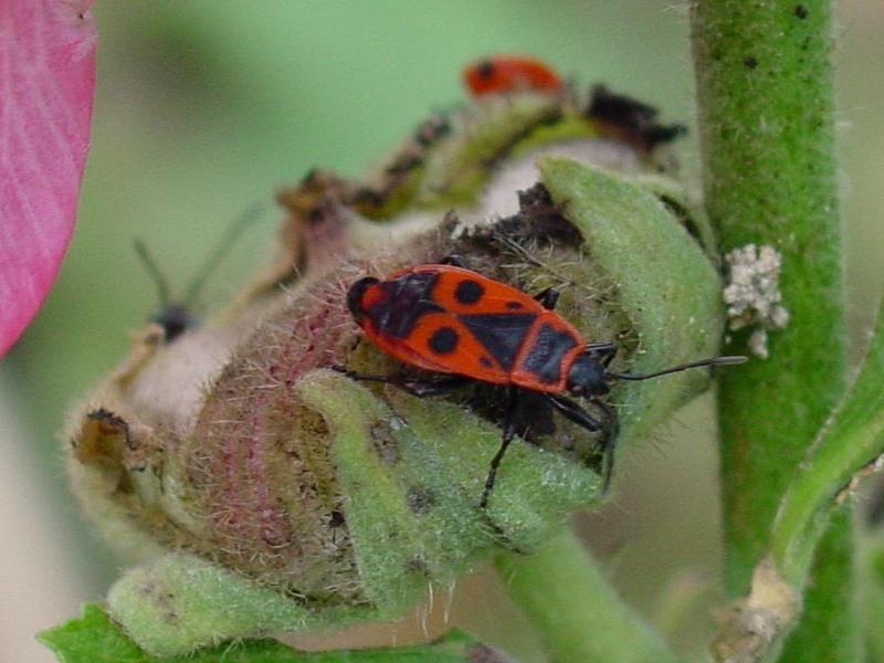 MILKWEED BUG; DISPLAY FULL IMAGE.